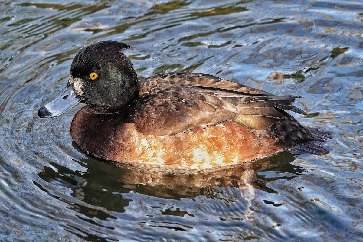 Tufted Duck - ML514985061