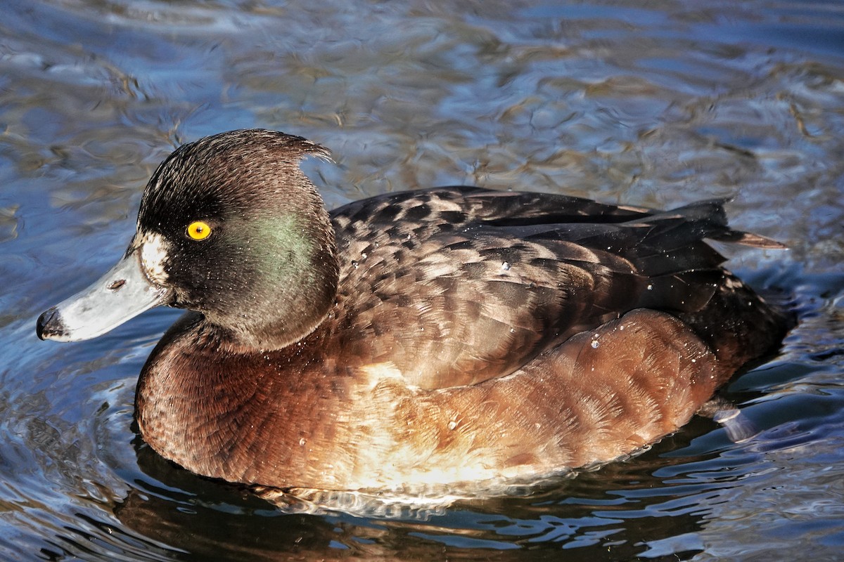 Tufted Duck - ML514985071