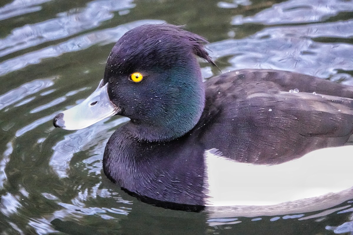 Tufted Duck - ML514985081