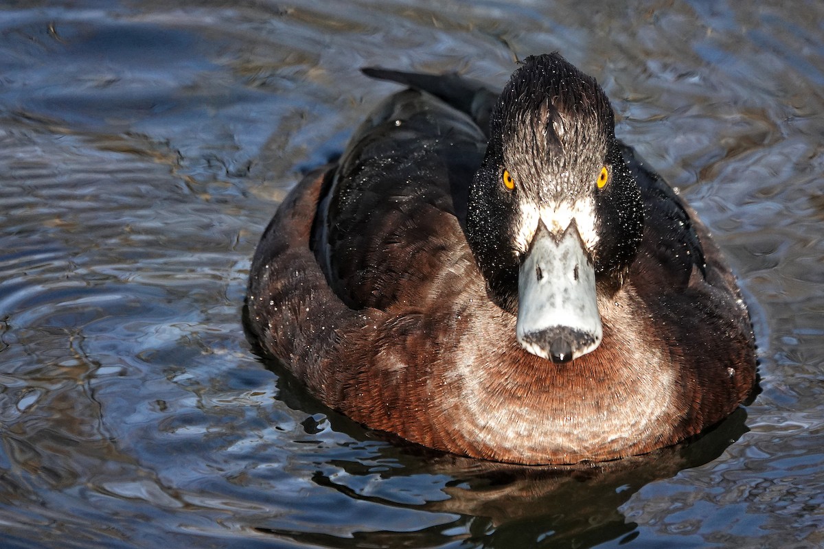 Tufted Duck - ML514985091