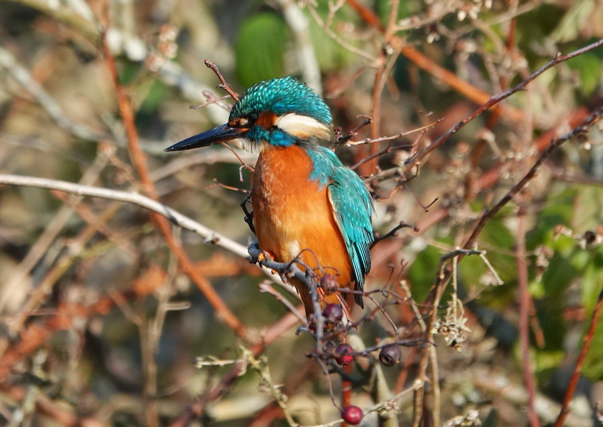 Common Kingfisher - ML514985291