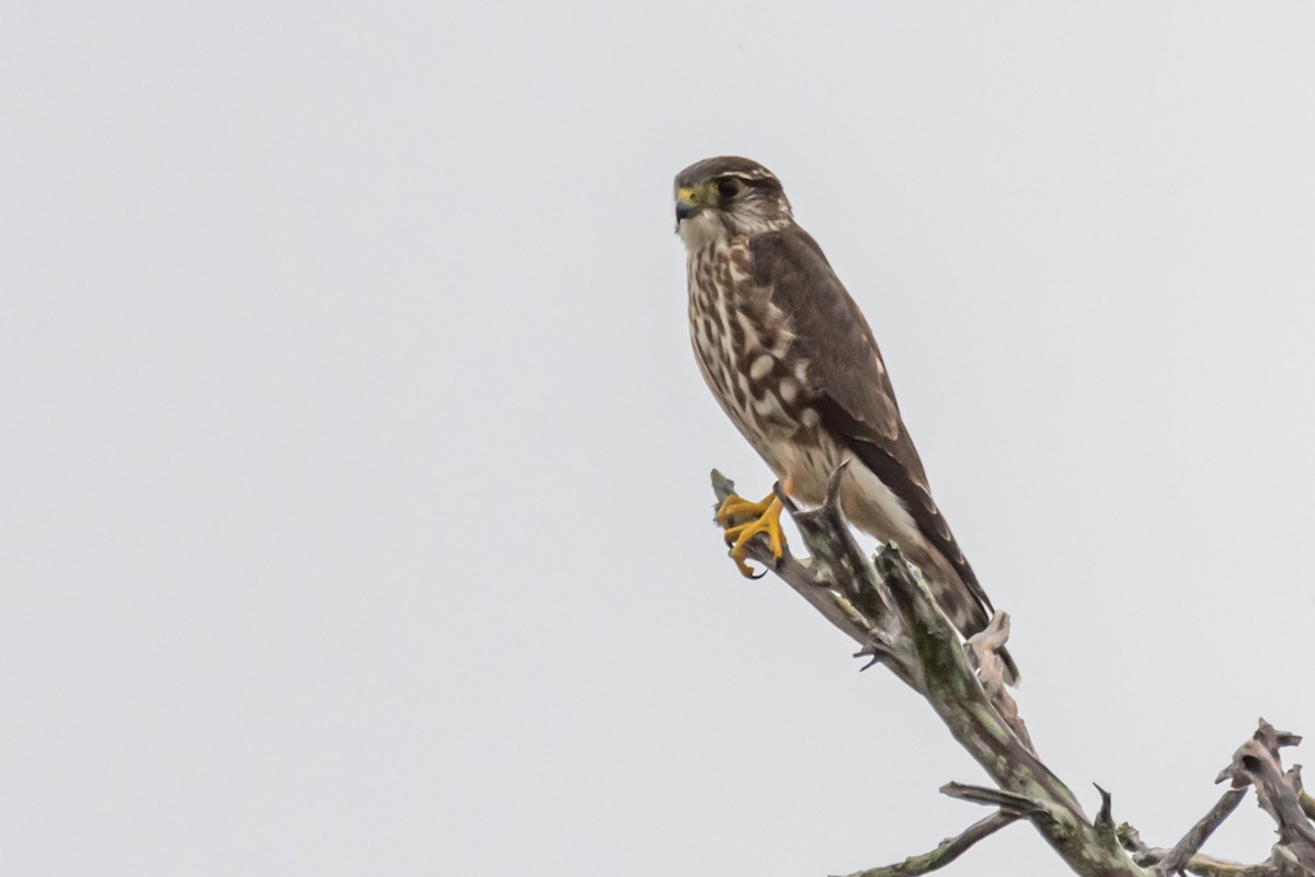 Хайргууна шонхор - ML514985311