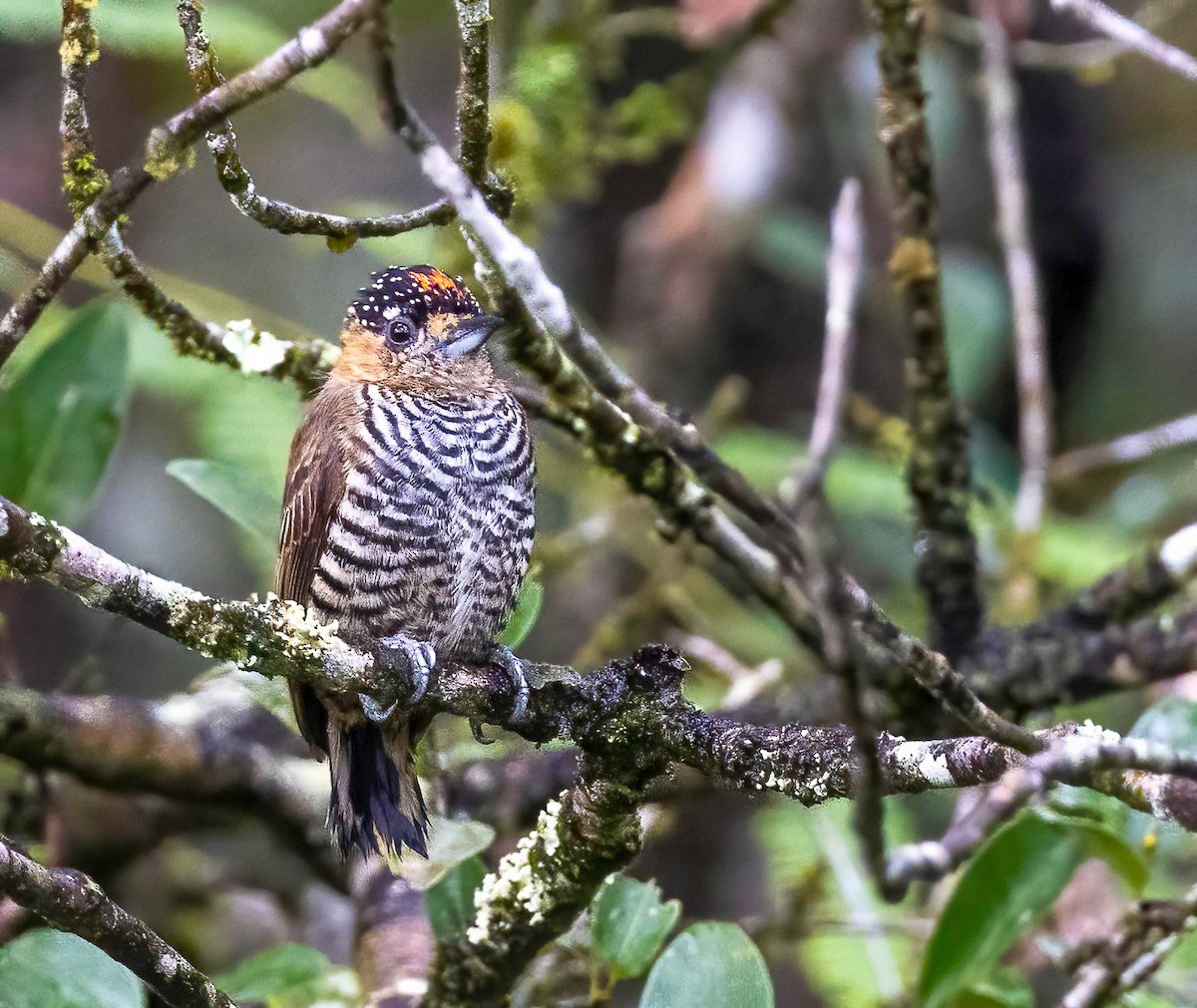 Ochre-collared Piculet - ML514985341