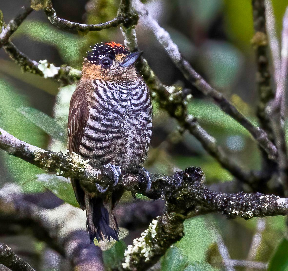 Ochre-collared Piculet - ML514985351