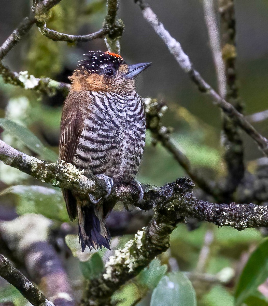 Ochre-collared Piculet - ML514985361