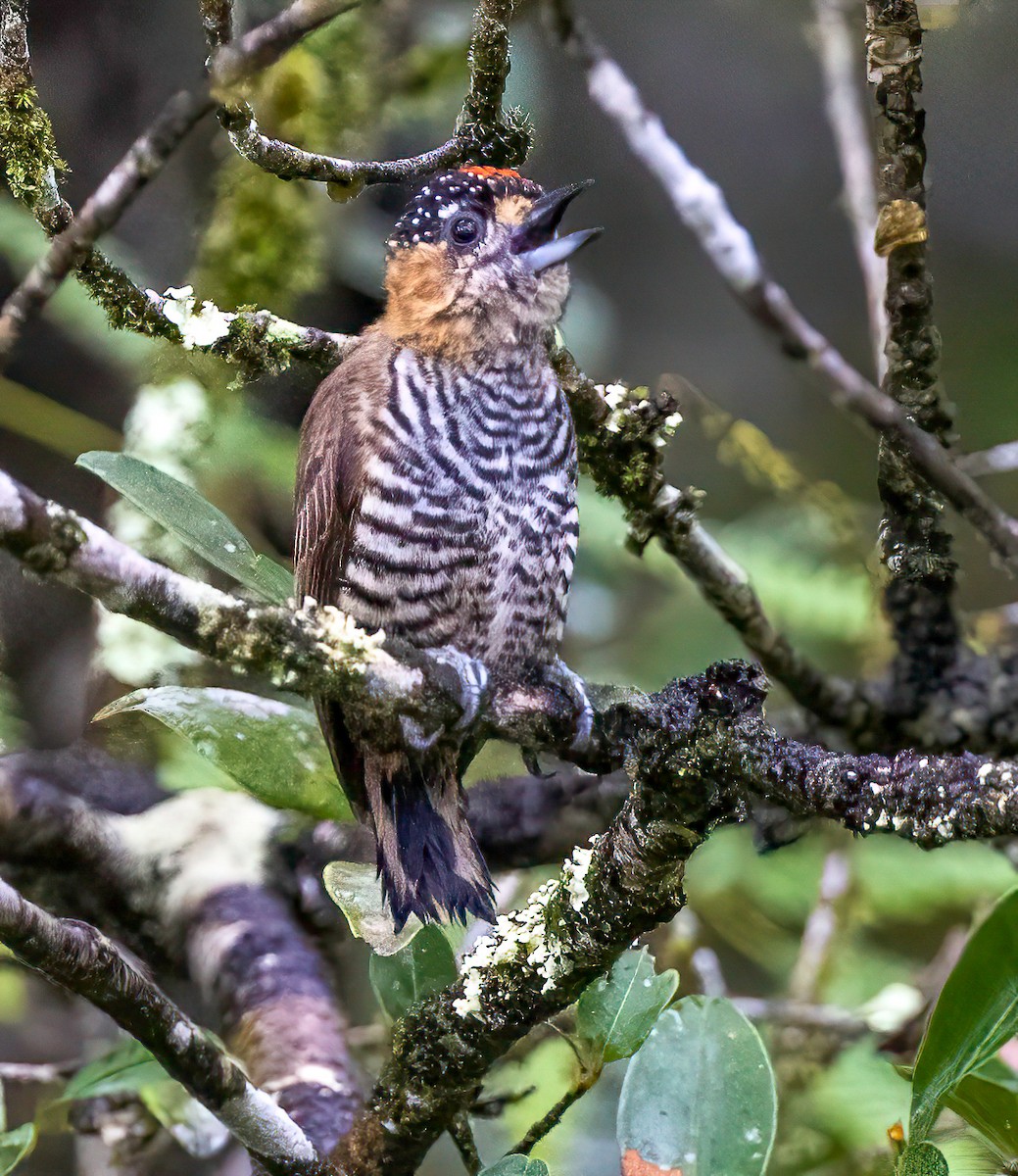 Ochre-collared Piculet - ML514985371