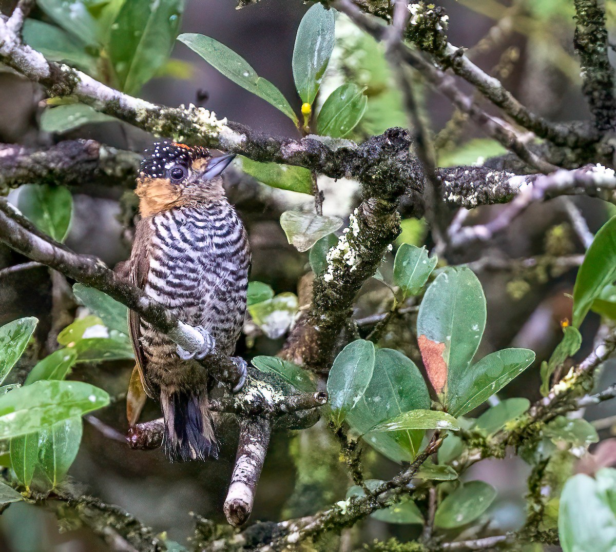 Ochre-collared Piculet - ML514985381