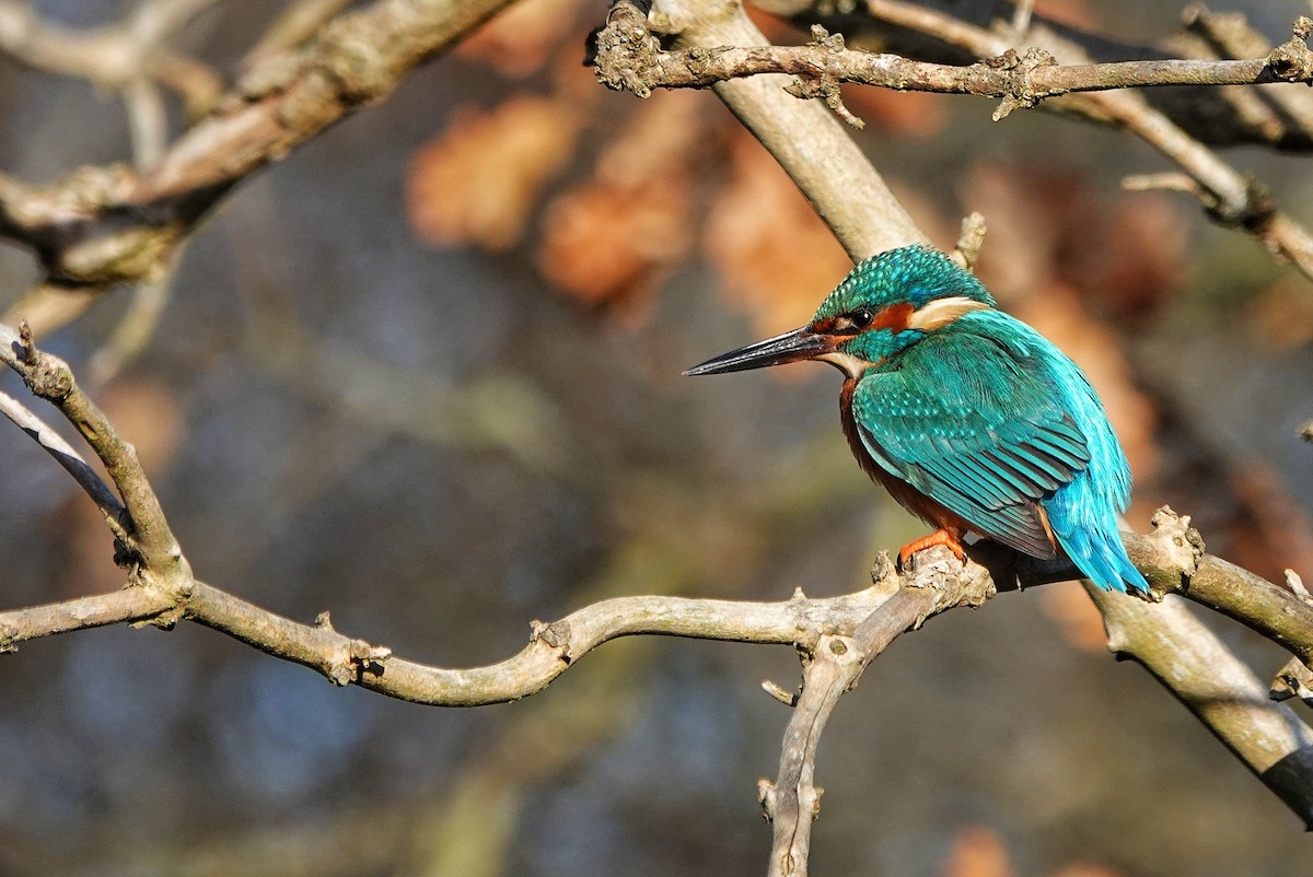 Common Kingfisher - ML514985641
