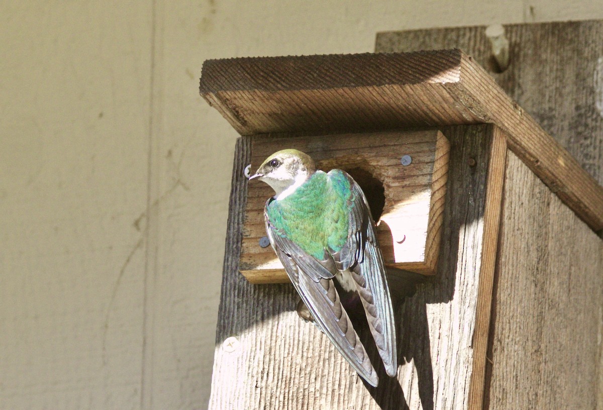 Violet-green Swallow - ML51498601