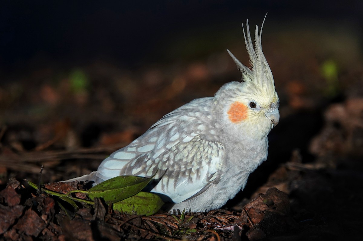 Cockatiel - ML514986271