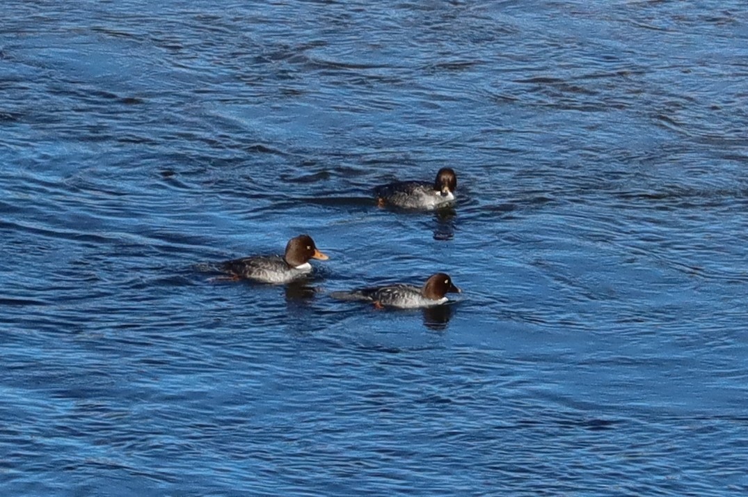 Barrow's Goldeneye - ML514988771