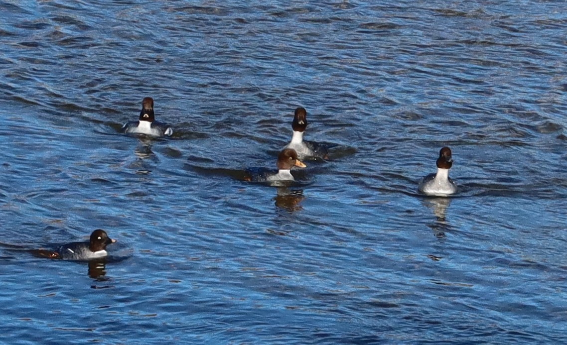 Barrow's Goldeneye - ML514988781