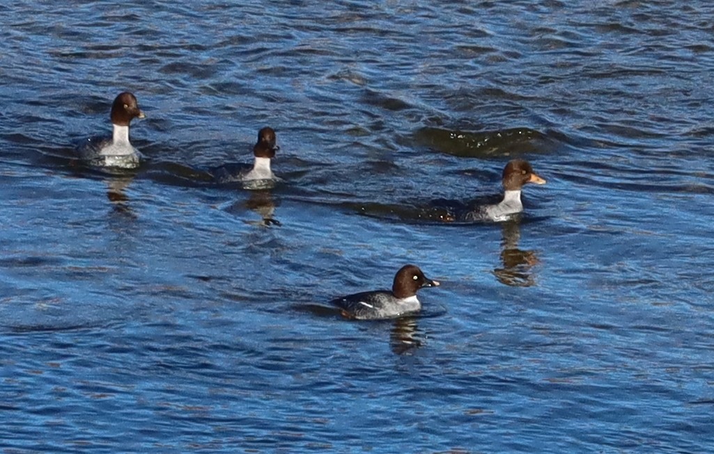 Barrow's Goldeneye - ML514988791