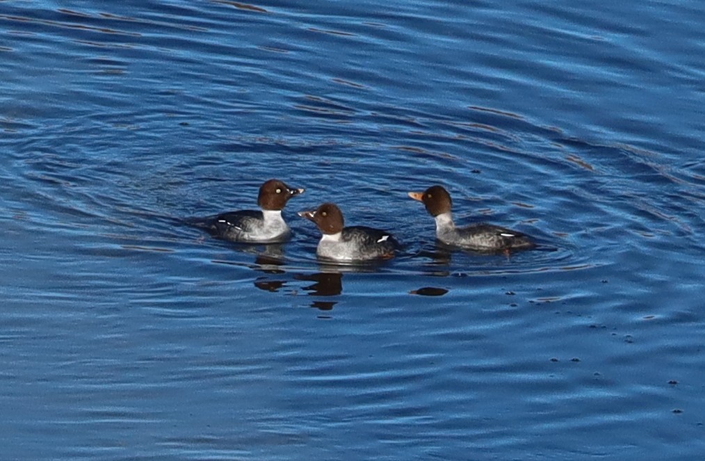 Barrow's Goldeneye - ML514988801