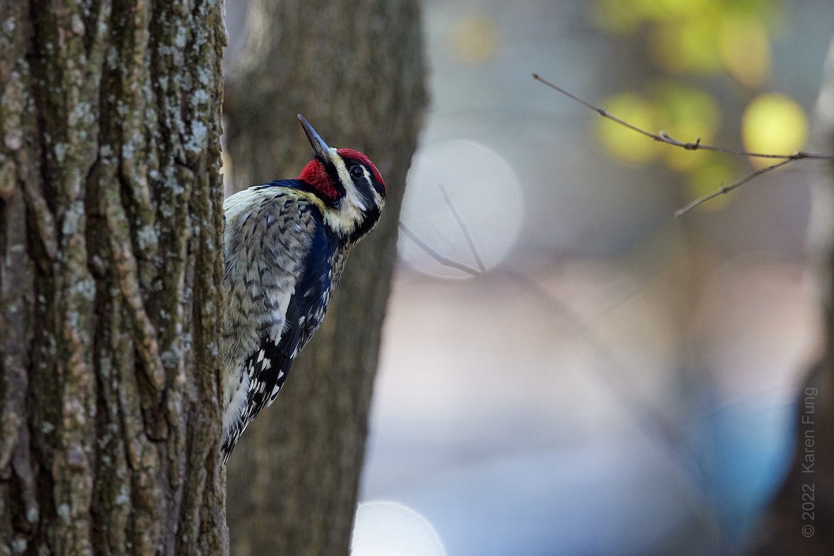 Yellow-bellied Sapsucker - ML514988811