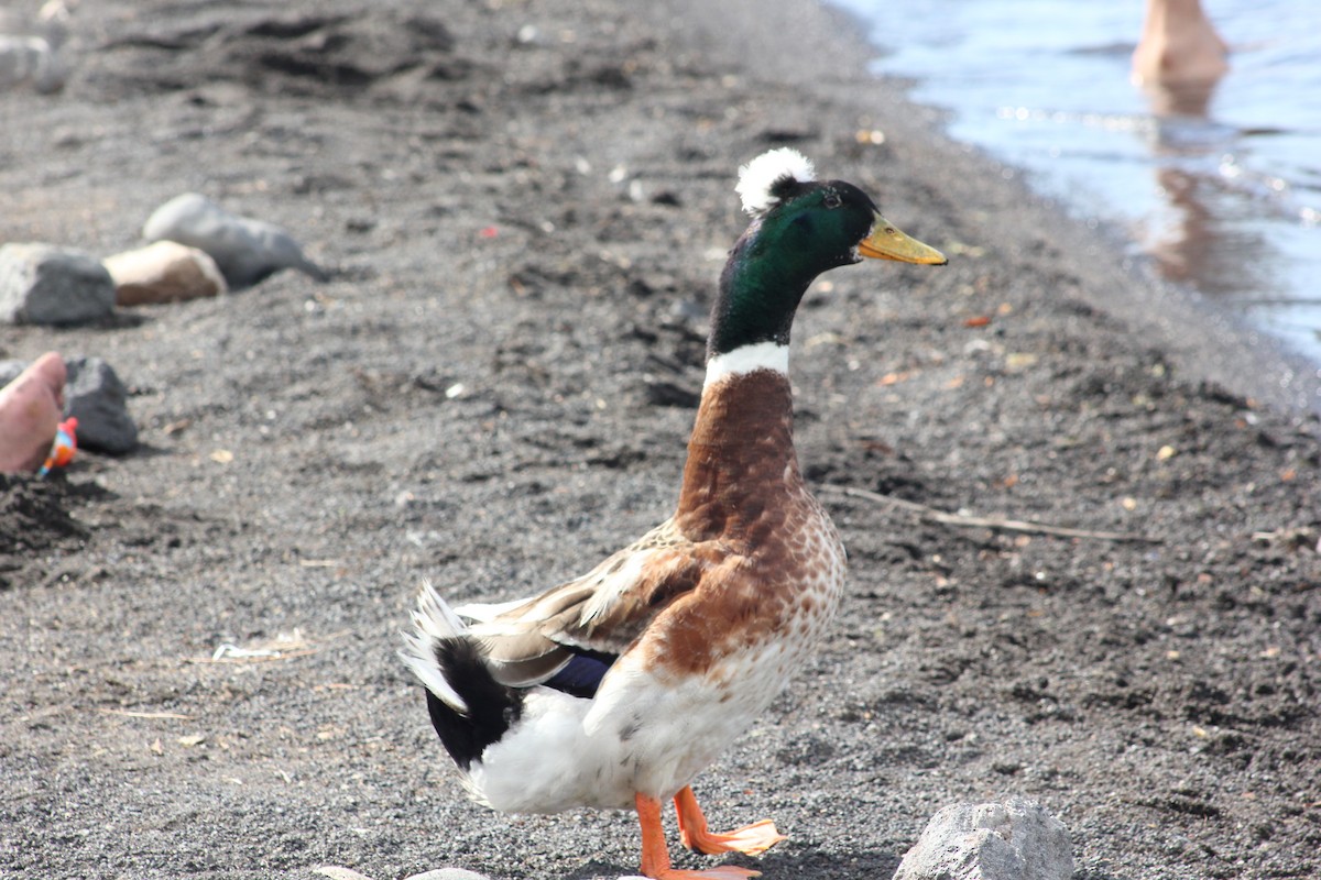 Mallard - ML514989191