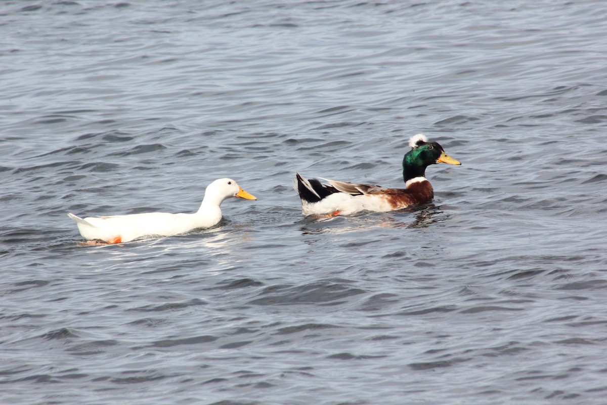 Mallard - ML514989201