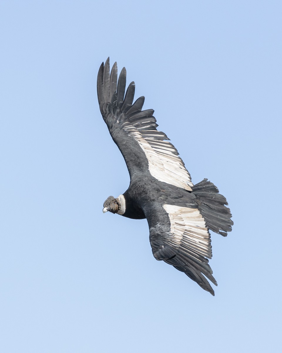 Andean Condor - Jorge Valenzuela E.