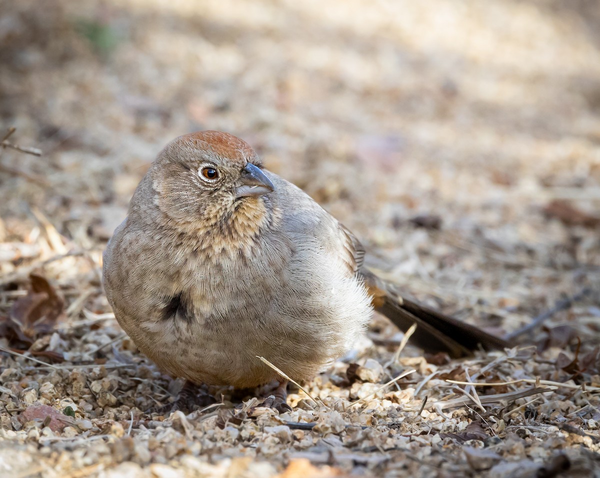 Canyon Towhee - ML514989731