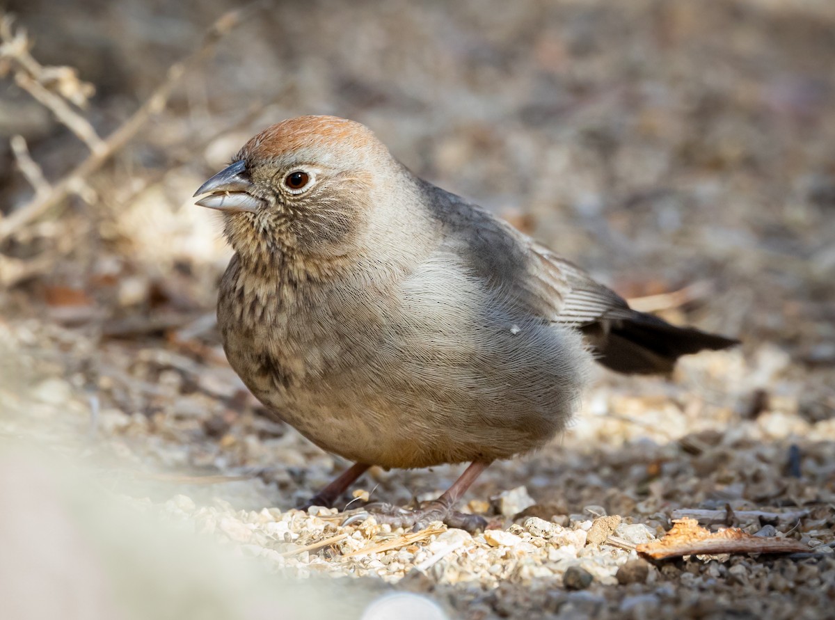 Canyon Towhee - ML514989871