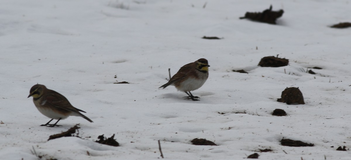 Horned Lark - ML514990801