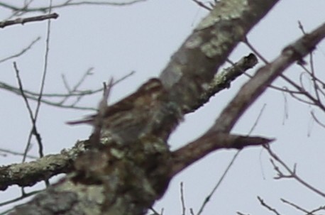 Purple Finch - ML514990961