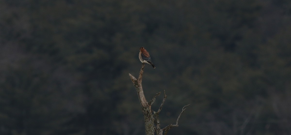 American Kestrel - ML514991021