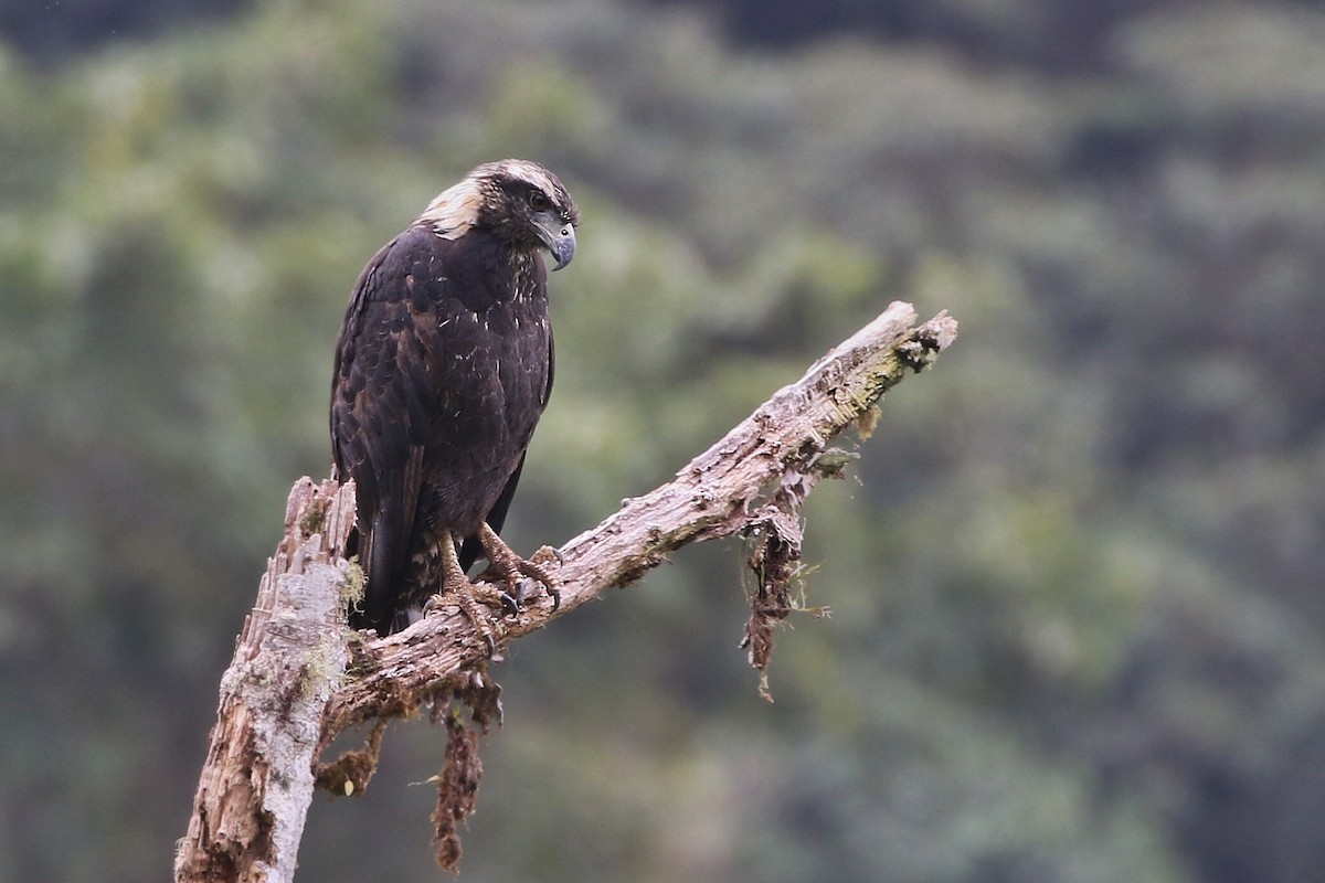 Solitary Eagle - Joshua Bergmark | Ornis Birding Expeditions