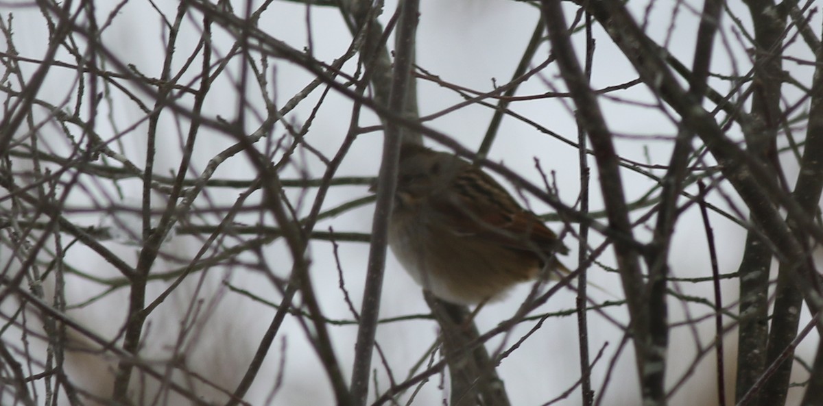 Swamp Sparrow - ML514991531