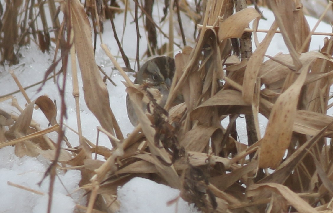 Swamp Sparrow - ML514991551