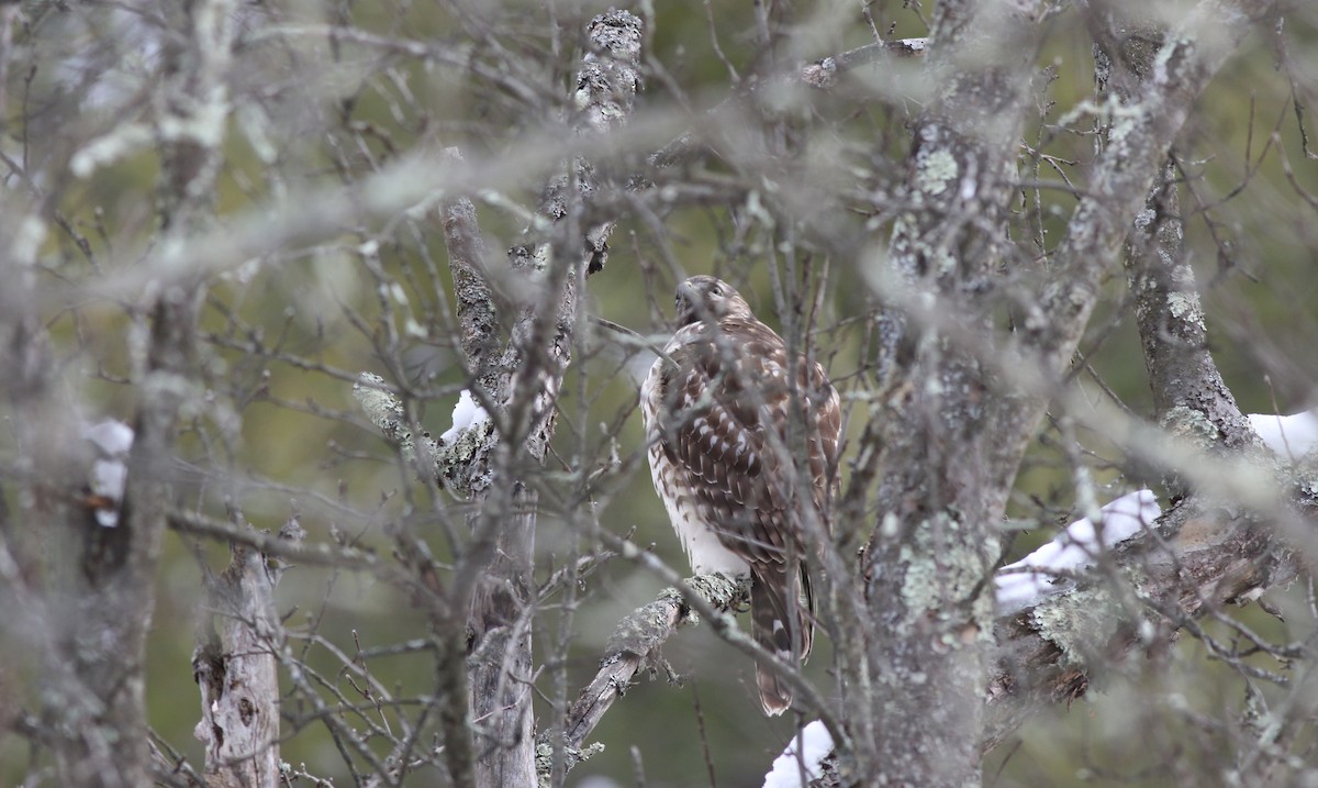 Red-shouldered Hawk - ML514992391