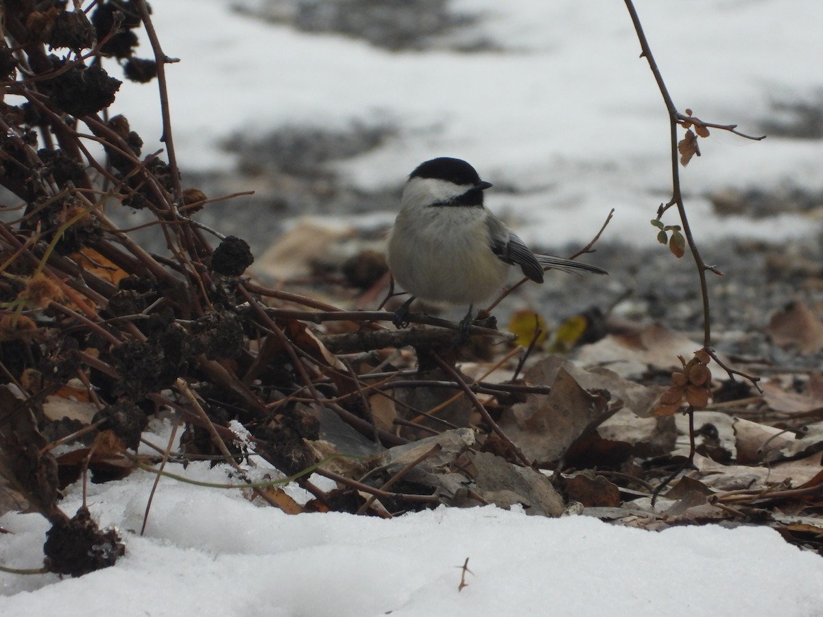 Black-capped Chickadee - Tom Wuenschell