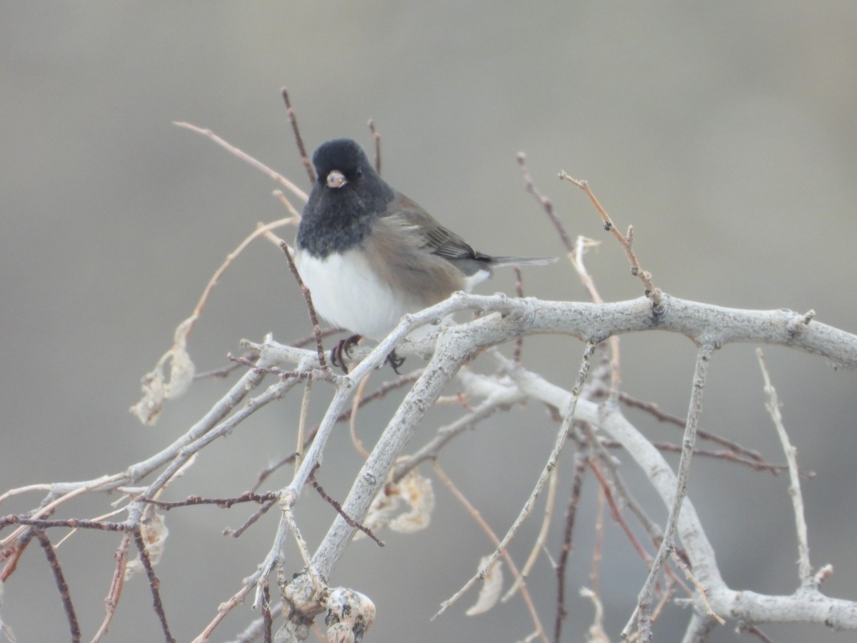 Dark-eyed Junco - ML514992551