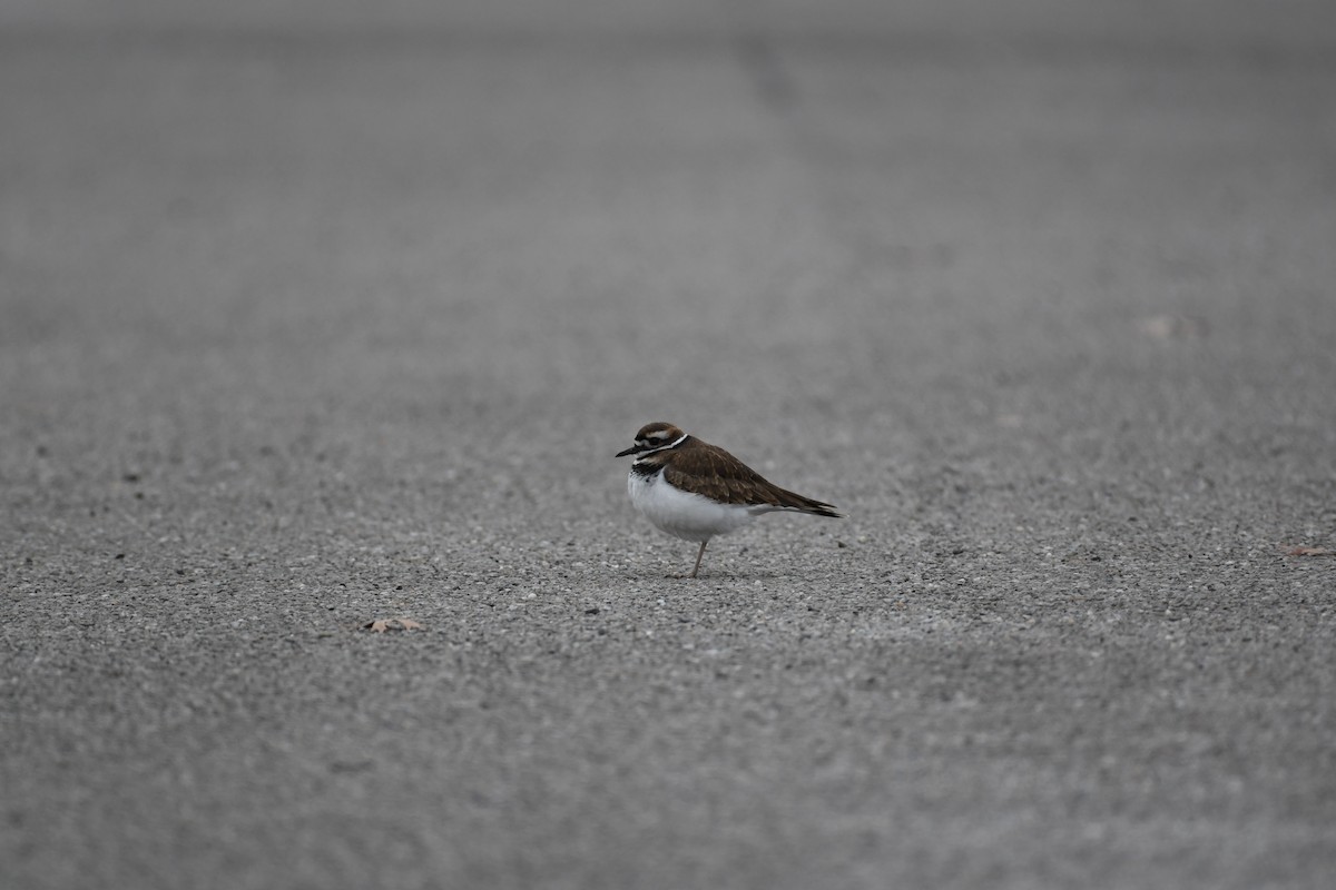 Killdeer - ML514992841