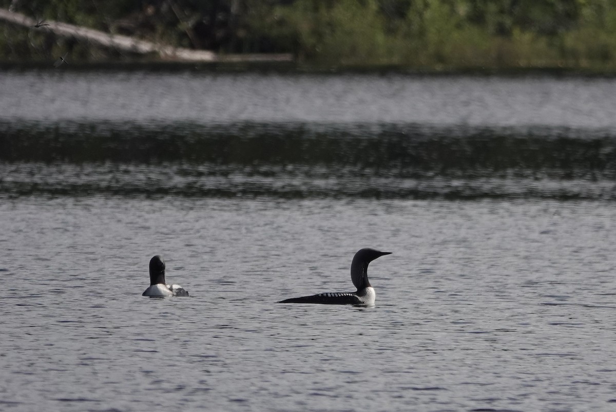 Pacific Loon - ML514992981