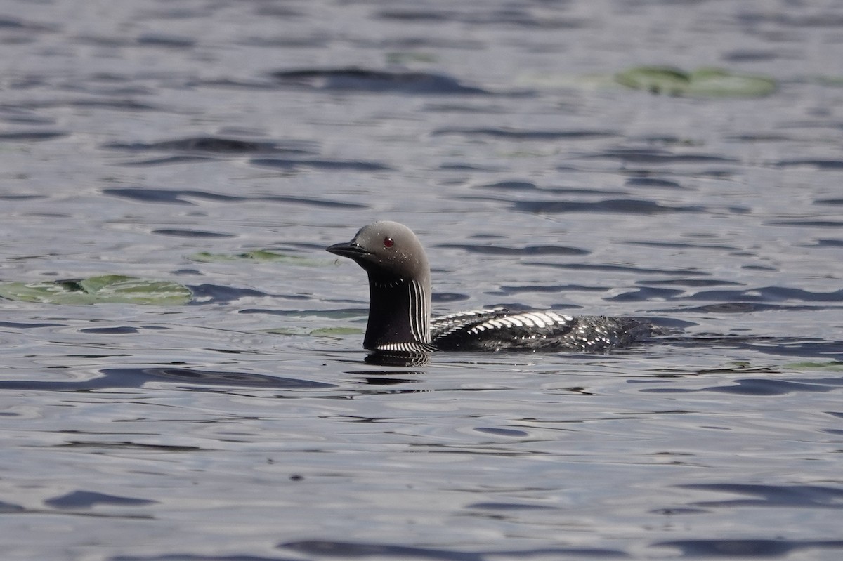 Pacific Loon - ML514993001