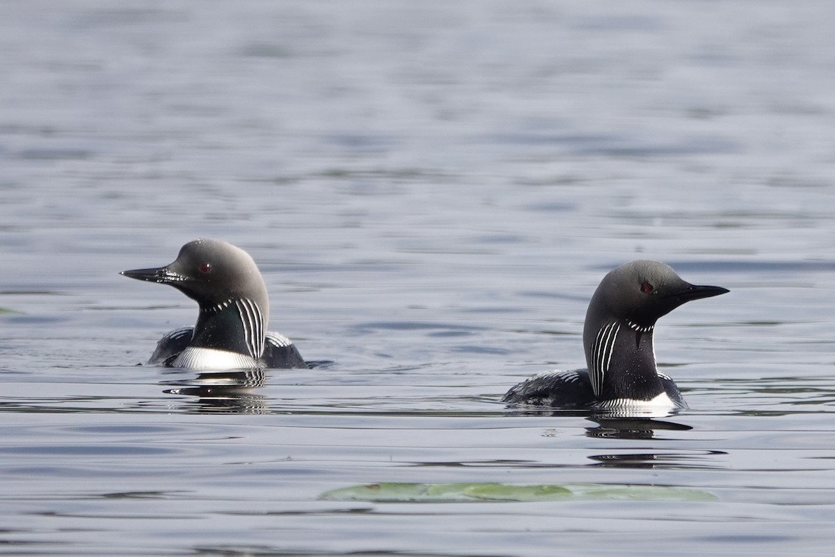 Pacific Loon - Cameron Eckert