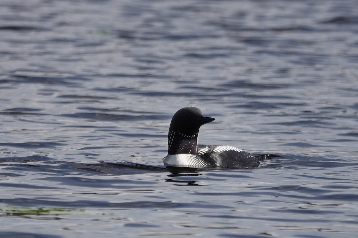 Pacific Loon - ML514993021