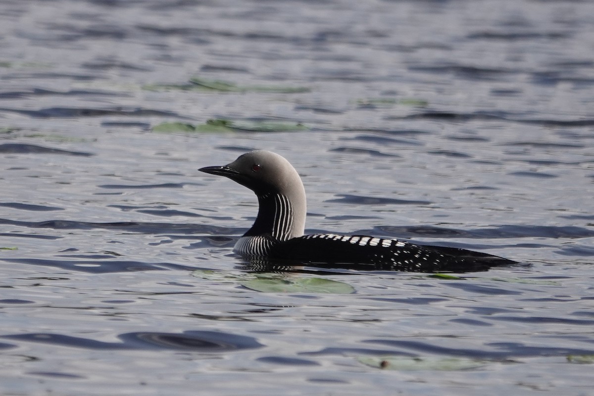 Pacific Loon - Cameron Eckert