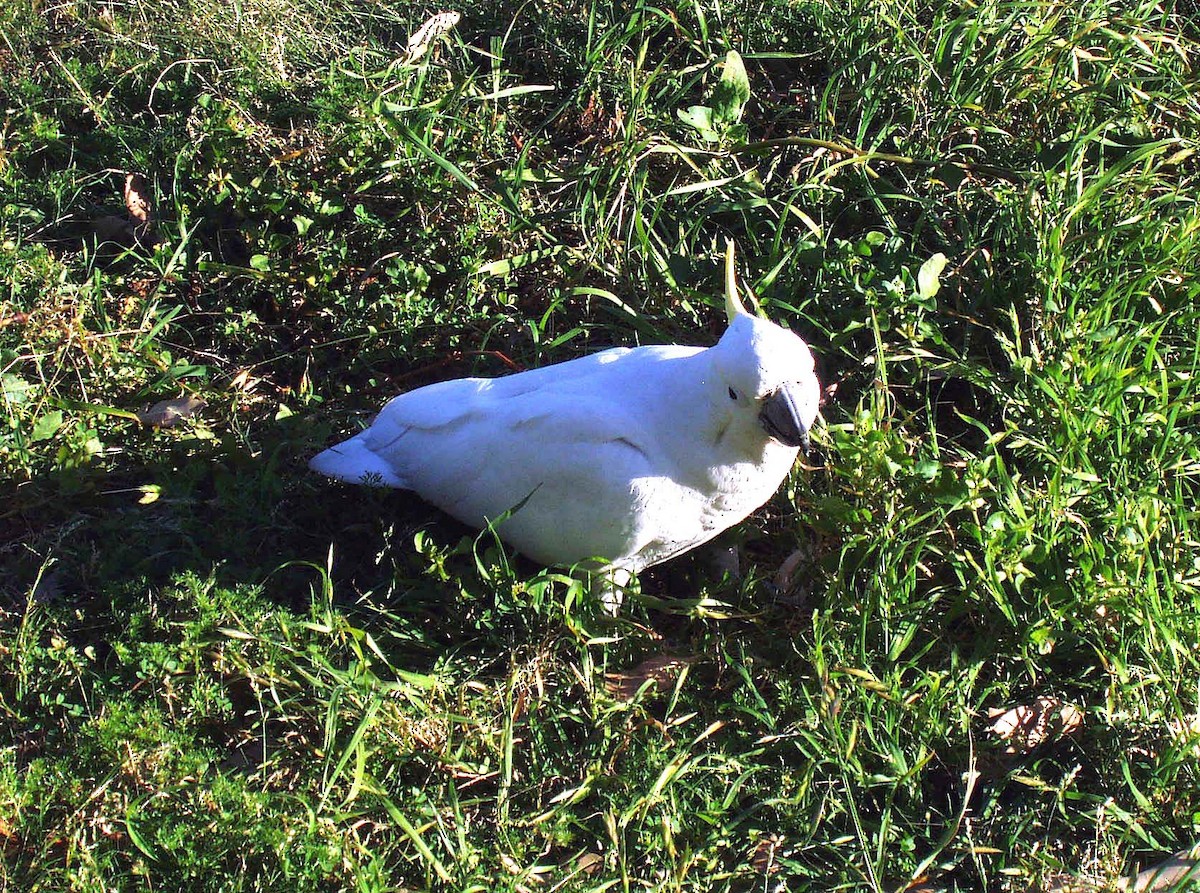 Sulphur-crested Cockatoo - ML514993751