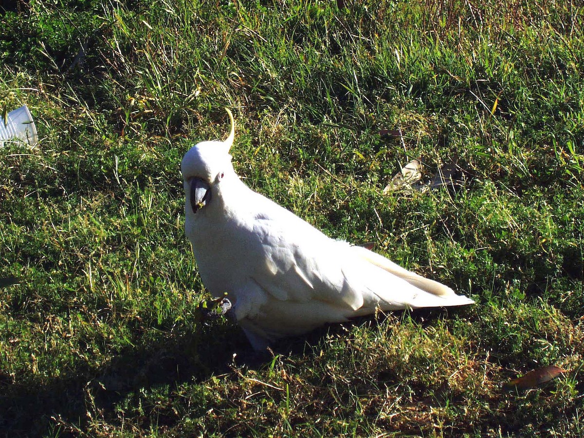 Sulphur-crested Cockatoo - ML514993761
