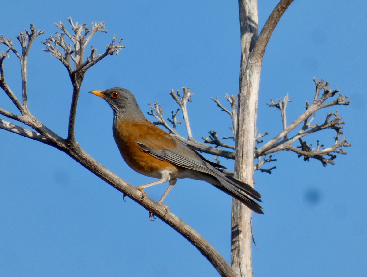 Rufous-backed Robin - ML514993881