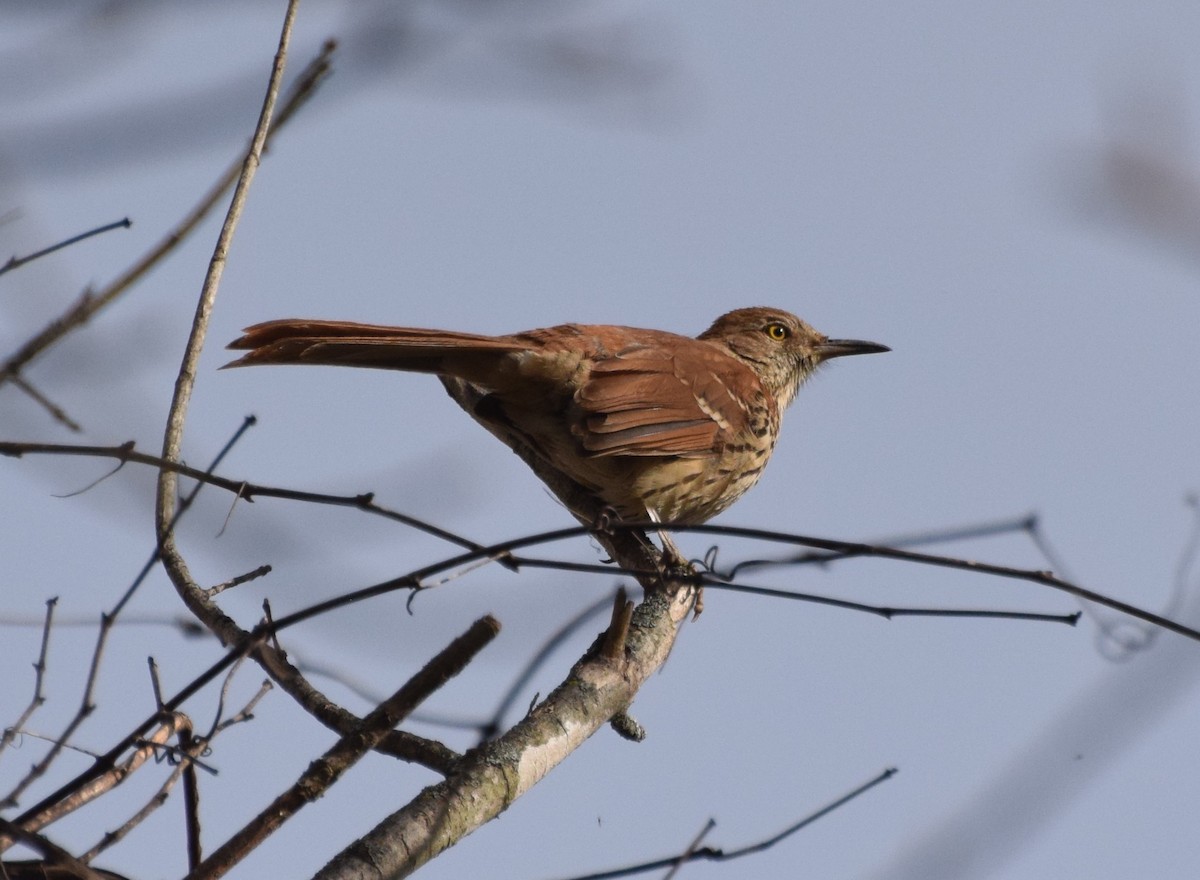 Brown Thrasher - ML514993951