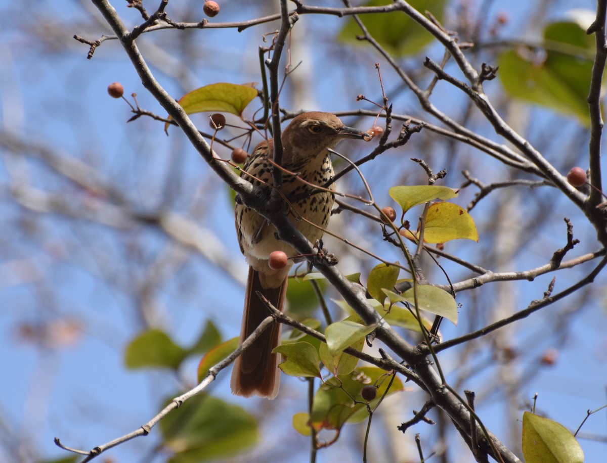 Brown Thrasher - ML514993961