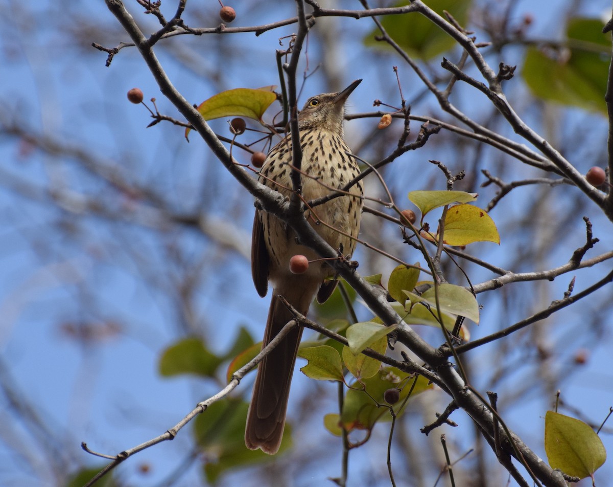 Brown Thrasher - ML514993971