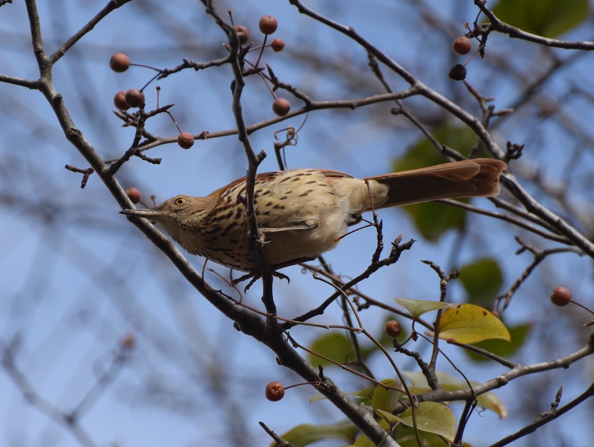 Brown Thrasher - ML514993981