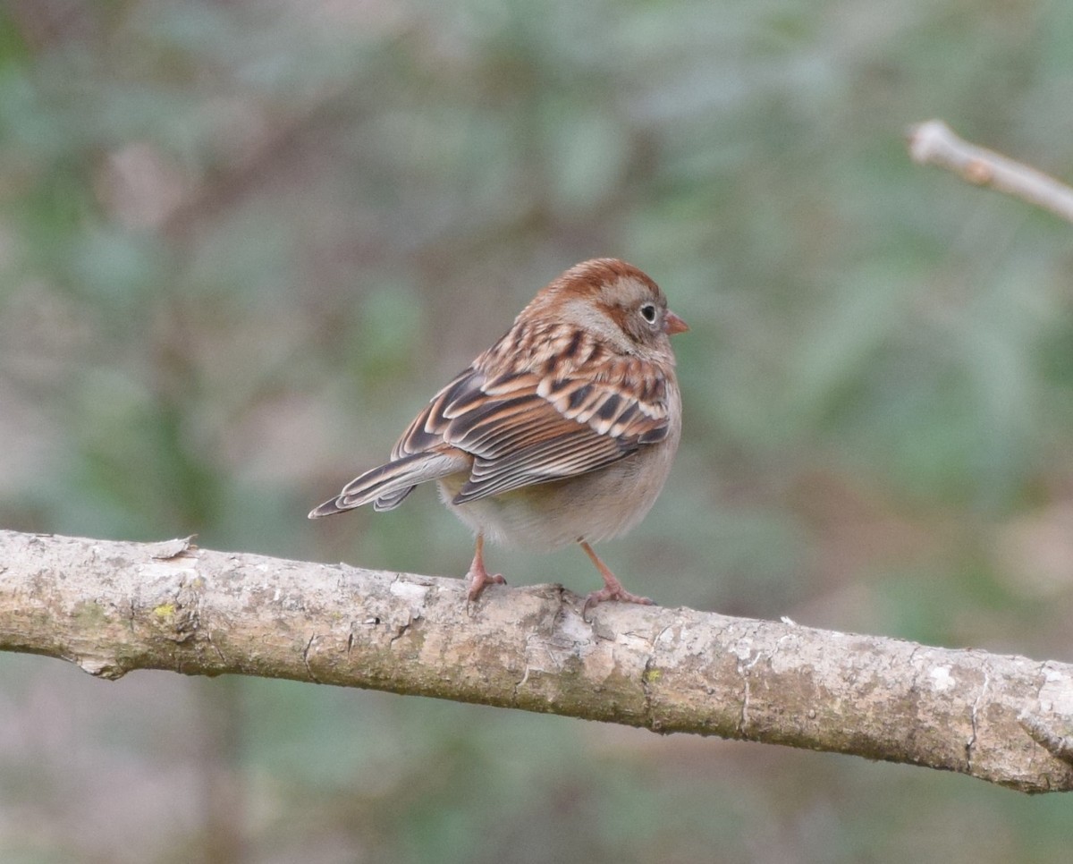Field Sparrow - ML514994061
