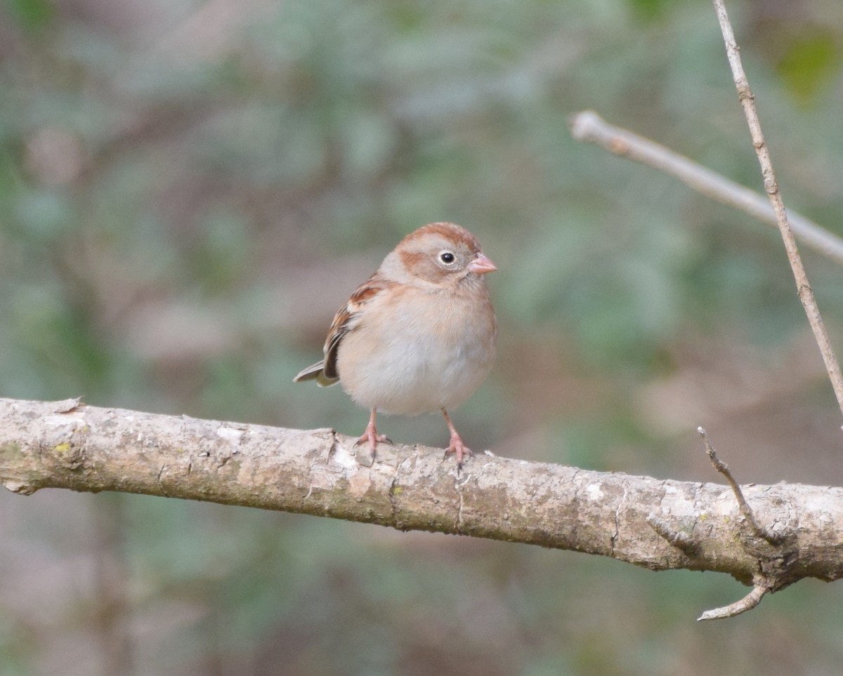 Field Sparrow - ML514994171