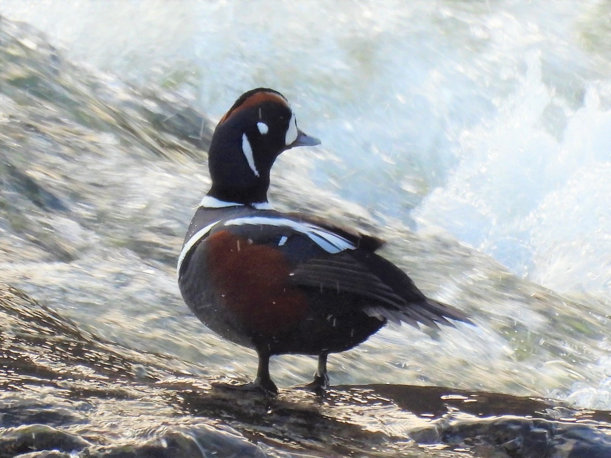 kačka strakatá - ML514994521