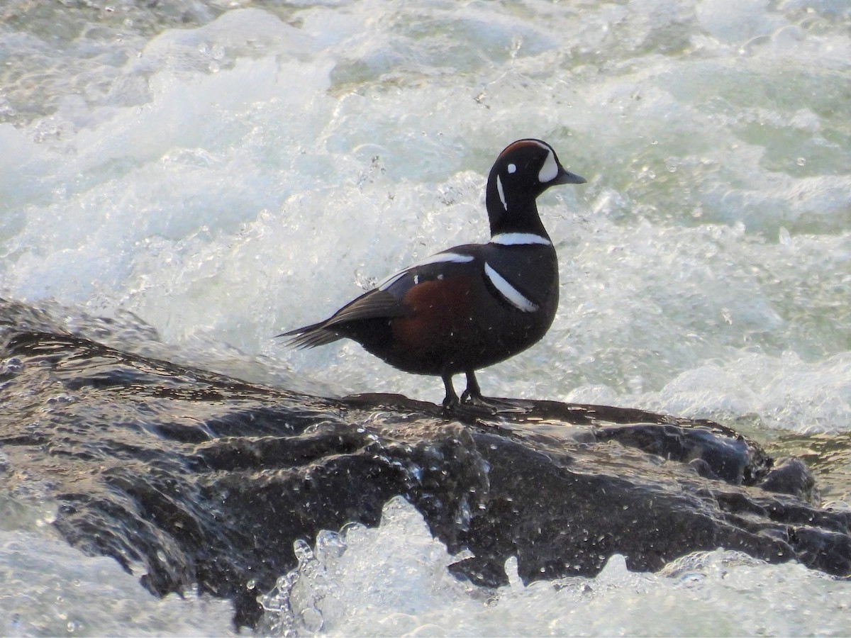 kačka strakatá - ML514994531